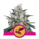 Honey Cream Fast Flowering 25 Semi Femm